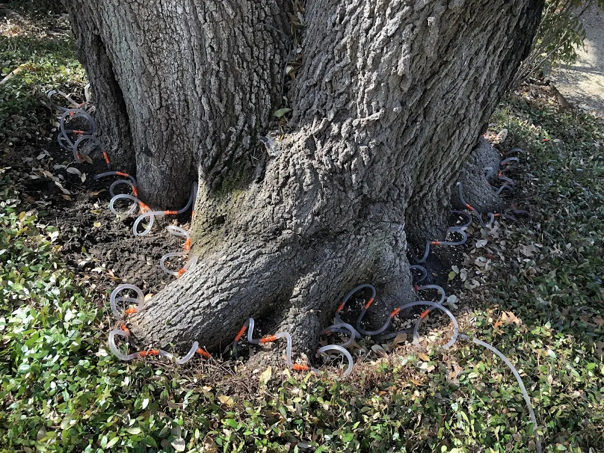Detailed Tree Cabling and Bracing job site in Ancramdale