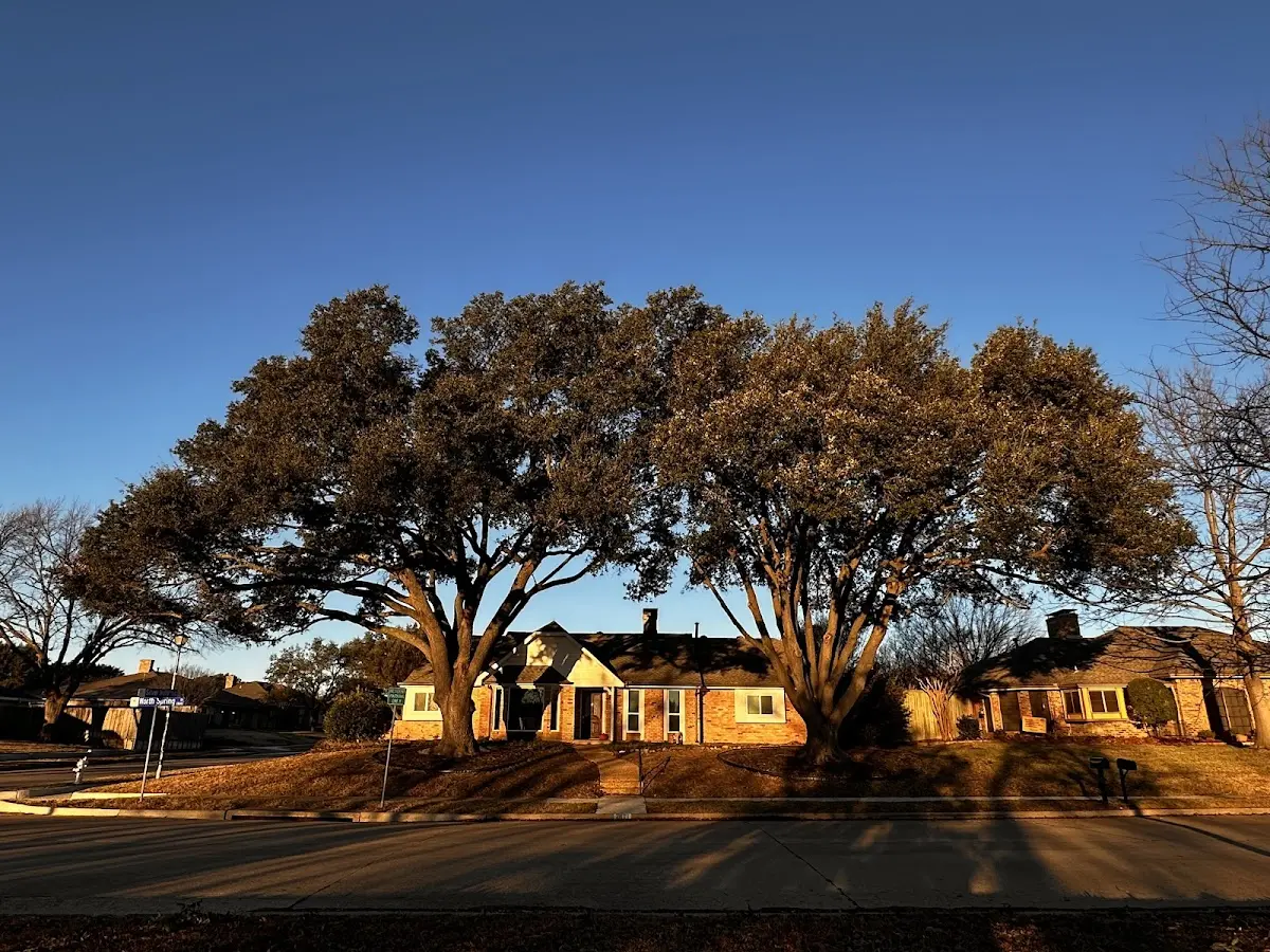 Established residential canopy tree shading a home in Ancramdale